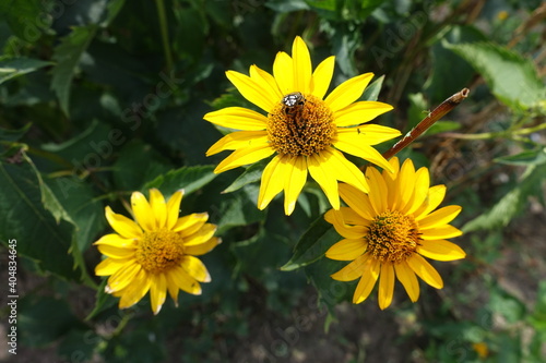 Beetle pollinating yellow flower of Heliopsis helianthoides in July