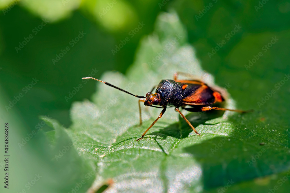 Rote Weichwanze ( Deraeocoris ruber ). Rote Weichwanze ( Deraeocoris ruber ).