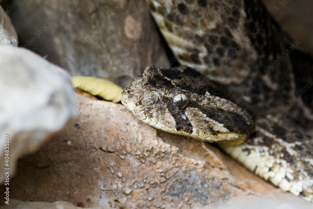 Puff Adder, Bitis arietans Puff Adder, Bitis arietans