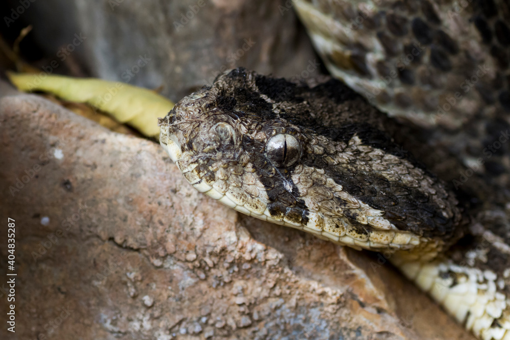 Puff Adder, Bitis arietans Puff Adder, Bitis arietans