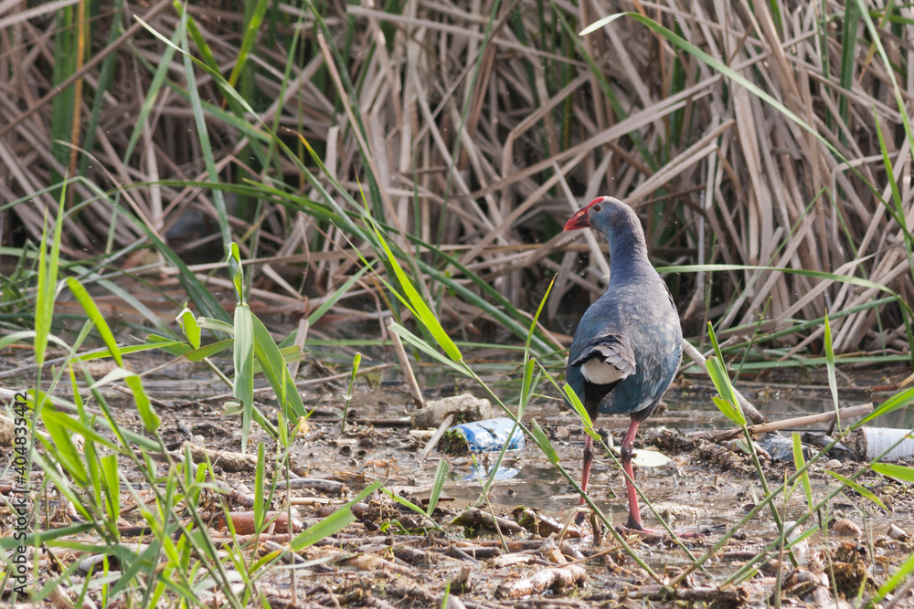 Purple Swamphen, Purperkoet, Porphyrio porphyrio ssp. caspius Purple Swamphen, Purperkoet, Porphyrio porphyrio ssp. caspius
