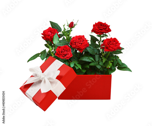 Opened red gift box with bo...