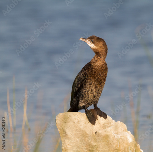 Dwergaalscholver, Pygmy Cormorant, Microcarbo pygmaeus photo