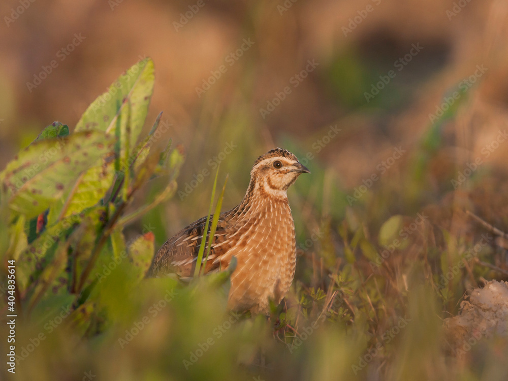 Fototapeta premium Kwartel, Common Quail, Coturnix coturnix