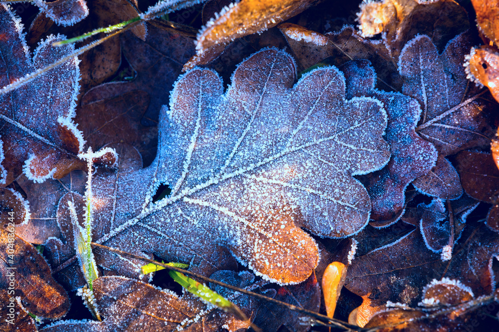 Φωτογραφία Nice frozen autumn leafs