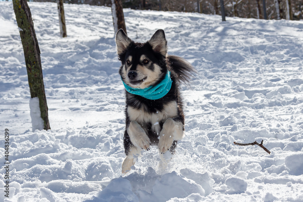 Naklejka premium Siberian Husky dog playing in the snow after the storm Filomena in Madrid.