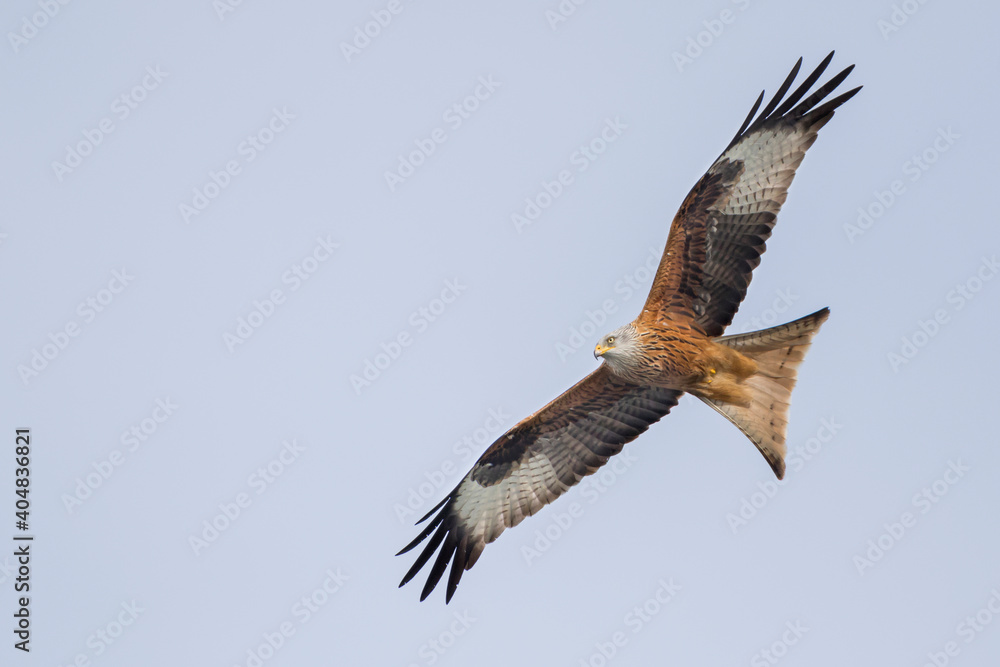 Rode Wouw, Red Kite, Milvus milvus Rode Wouw, Red Kite, Milvus milvus