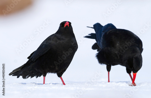 Alpenkraai, Red-billed Chough, Pyrrhocorax parrhocorax barbarus photo