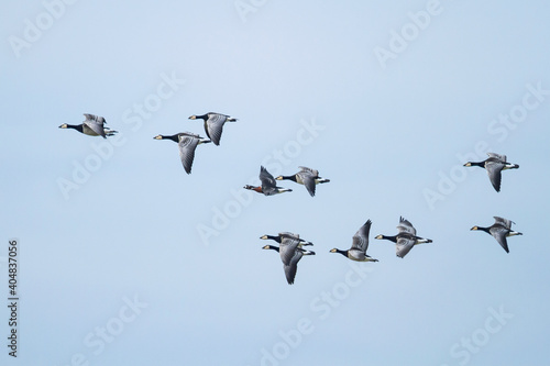 Roodhalsgans, Red-breasted Goose, Branta ruficollis © AGAMI