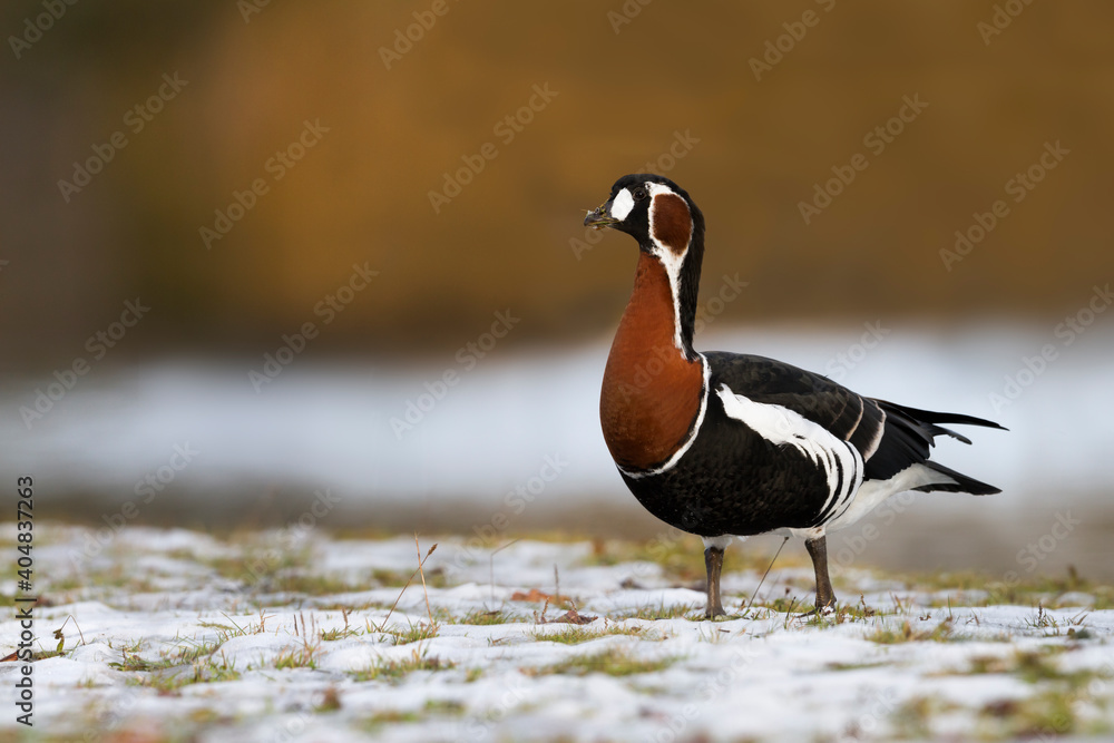 Roodhalsgans, Red-breasted Goose, Branta ruficollis Roodhalsgans, Red-breasted Goose, Branta ruficollis