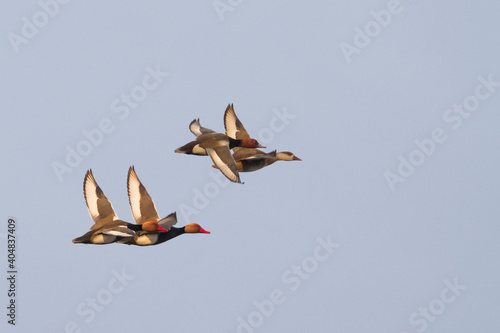 Krooneend, Red-crested Pochard, Netta rufina photo