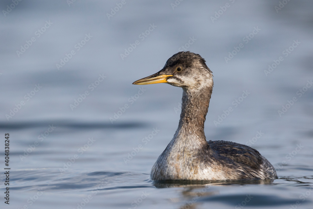 Roodhalsfuut, Red-necked Grebe, Podiceps grisegena grisegena Roodhalsfuut, Red-necked Grebe, Podiceps grisegena grisegena