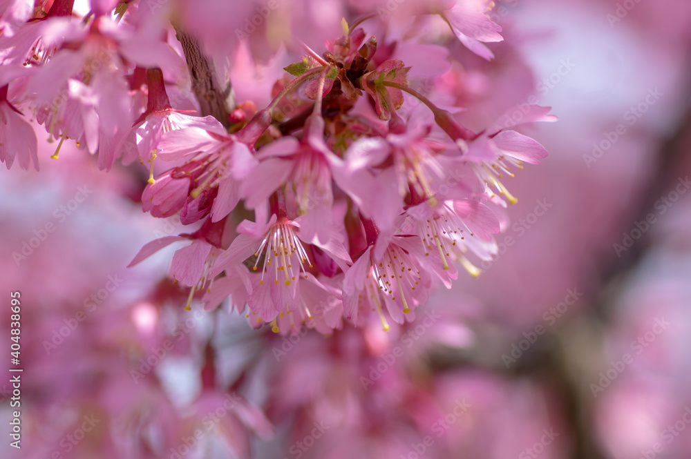Prunus okame flowering early spring ornamental tree, beautiful small pink flowers in bloom
