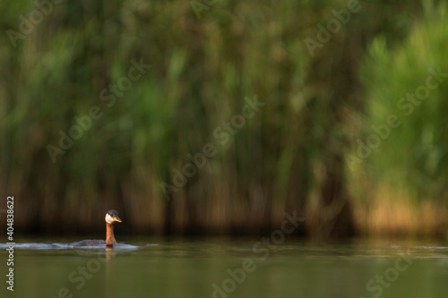 Roodhalsfuut, Red-necked Grebe, Podiceps grisegena grisegena photo