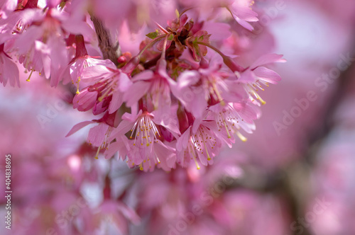 Obraz na płótnie Prunus okame flowering early spring ornamental tree, beautiful small pink flowers in bloom w salonie