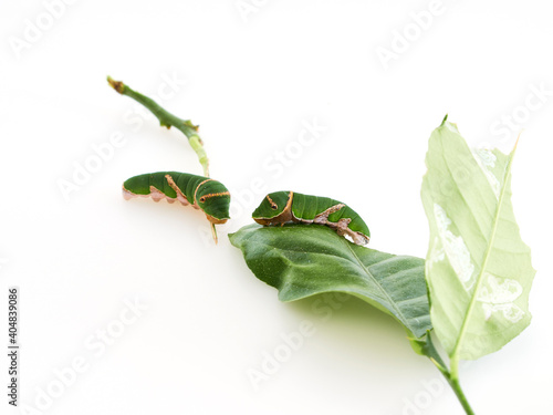 Caterpillars with leaves isolated on white