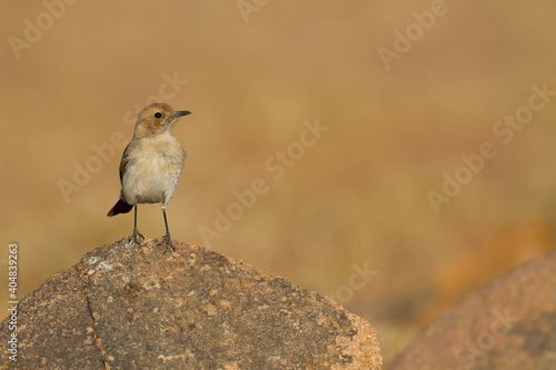 Roodstuittapuit, Red-rumped Wheatear, Oenanthe moesta moesta photo