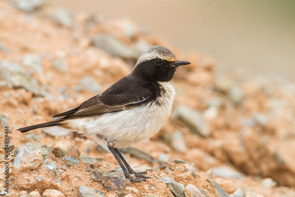 Obraz premium Roodstuittapuit, Red-rumped Wheatear, Oenanthe moesta moesta