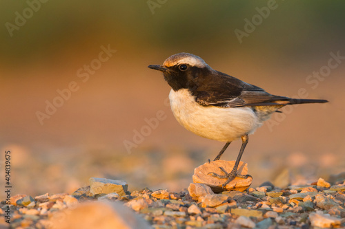 Roodstuittapuit, Red-rumped Wheatear, Oenanthe moesta moesta photo