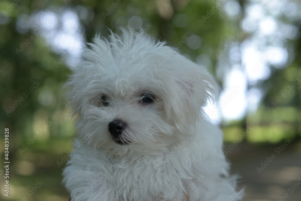 Maltese, マルチーズ Maltese, マルチーズ