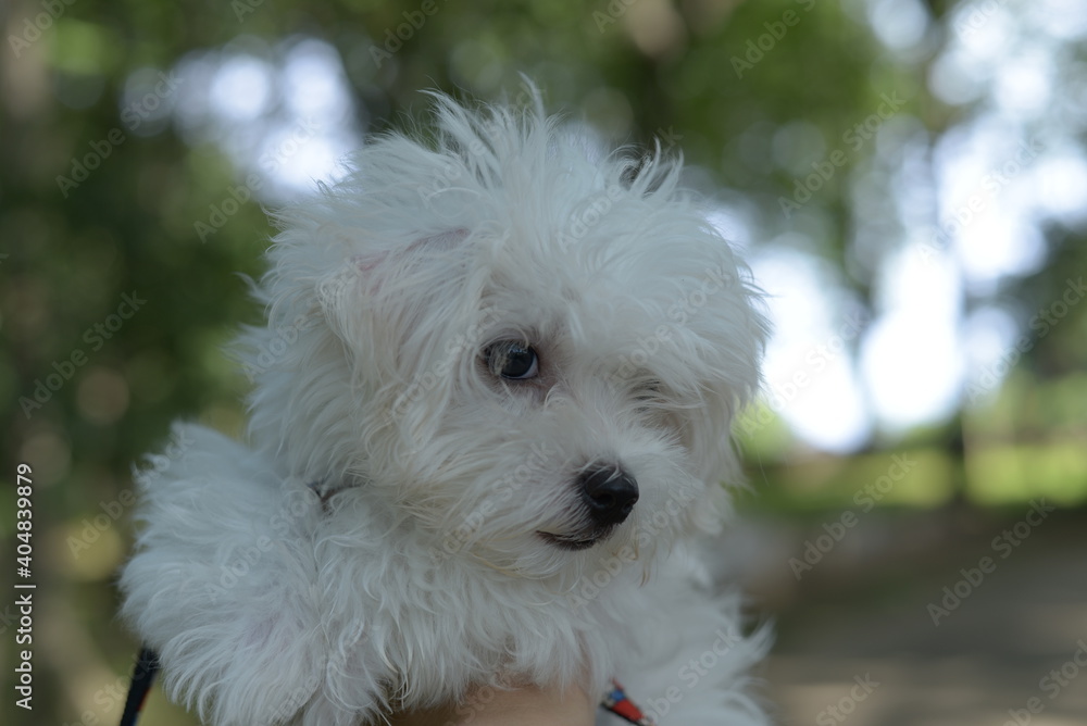 Maltese, マルチーズ Maltese, マルチーズ