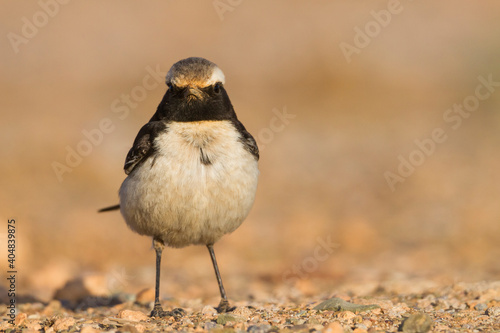 Roodstuittapuit, Red-rumped Wheatear, Oenanthe moesta moesta photo