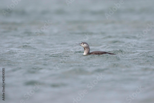 Roodkeelduiker, Red-throated Diver, Gavia stellata