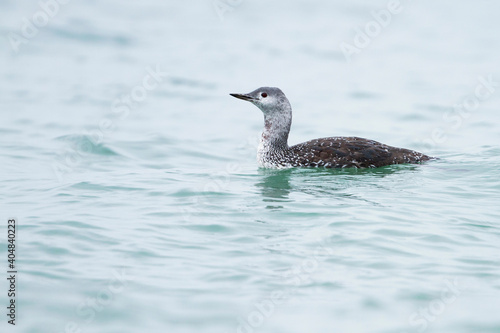 Roodkeelduiker, Red-throated Diver, Gavia stellata photo