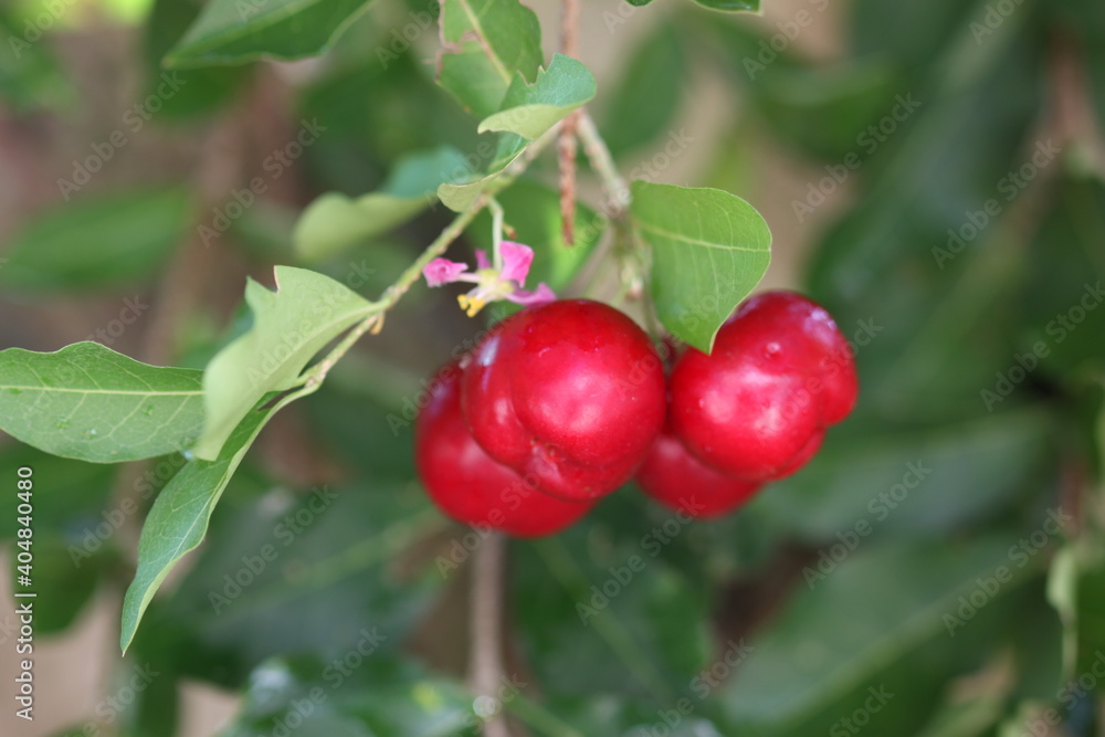Red Cherry bunch on tree 