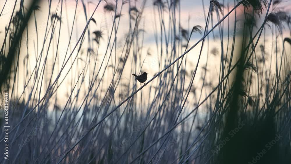little bird sings on the reed little bird sings on the reed