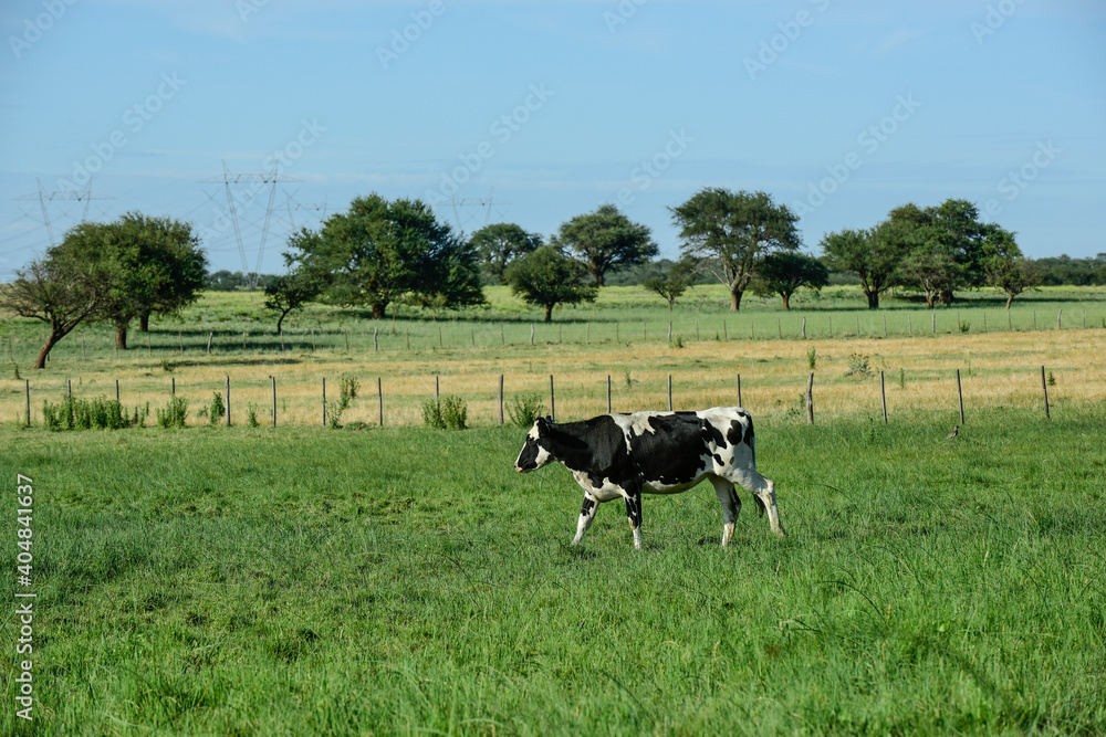 Fototapeta premium Cattle in Argentine countryside,La Pampa Province, Argentina.