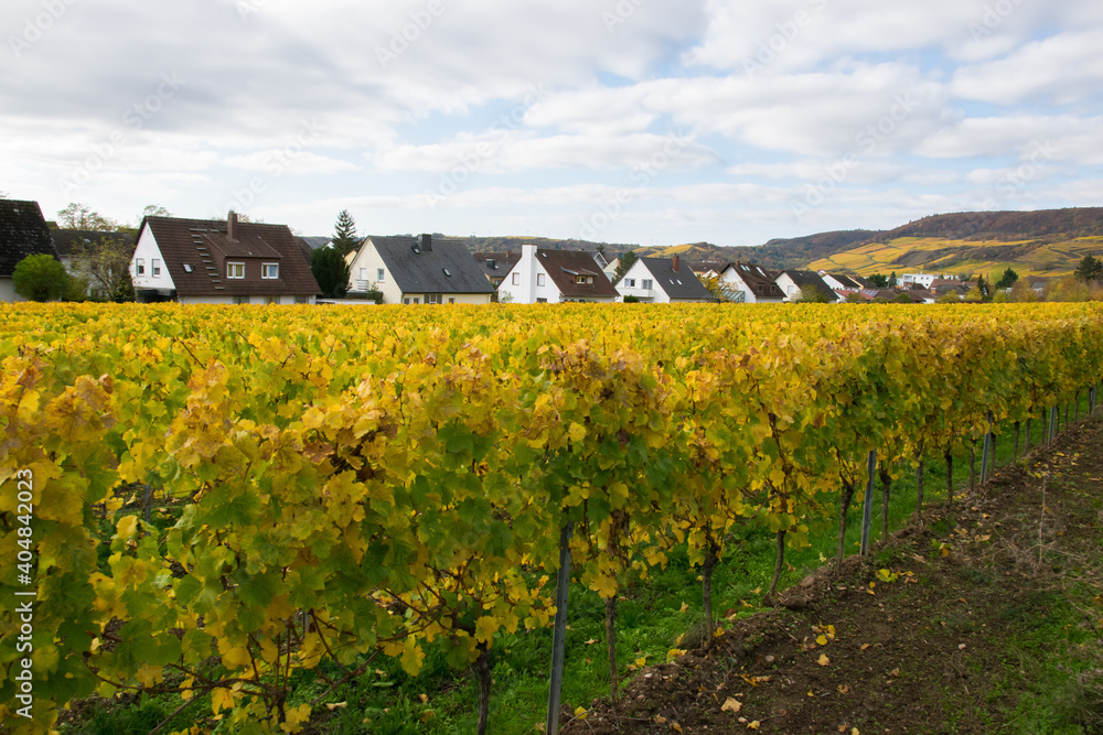 Autumn leaves on the vineyard in good weather. Autumn leaves on the vineyard in good weather.