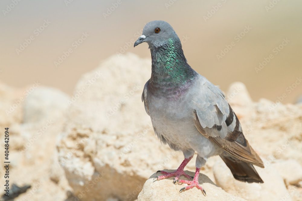 Obraz premium Rotsduif, Rock Dove, Columa livia palaestinae