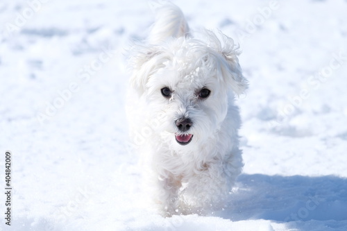 Maltese, マルチーズ