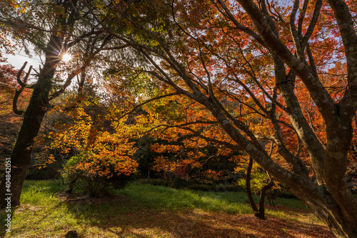 もみじ　紅葉　秋