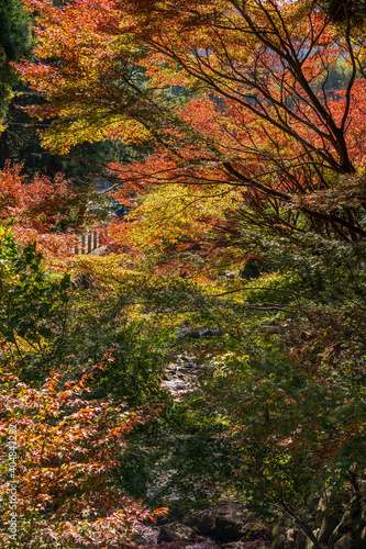 もみじ　紅葉　秋