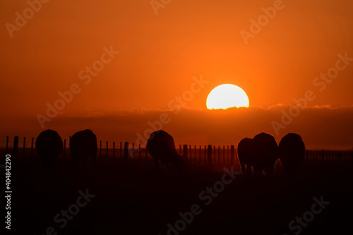 Cows silhouettes grazing, La Pampa, Patagonia, Argentina.