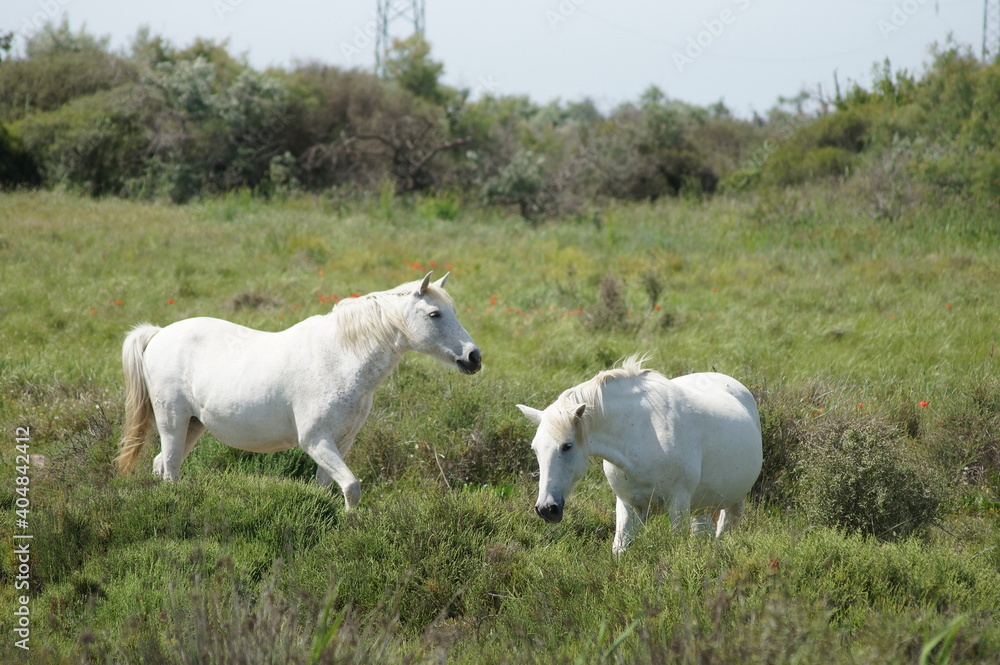 Wild horses. Wild horses.