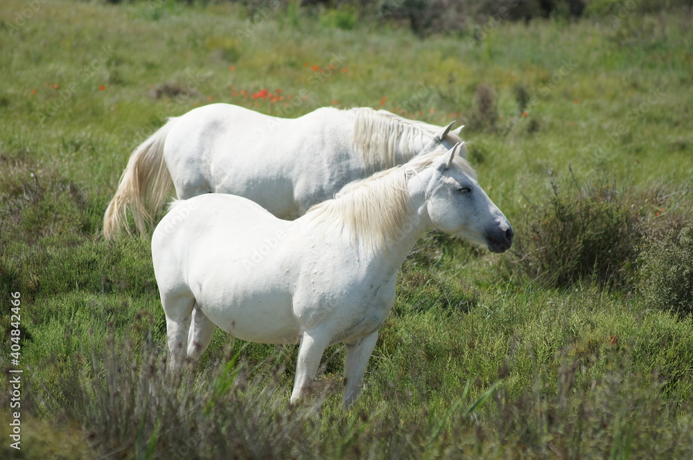 Wild horses.