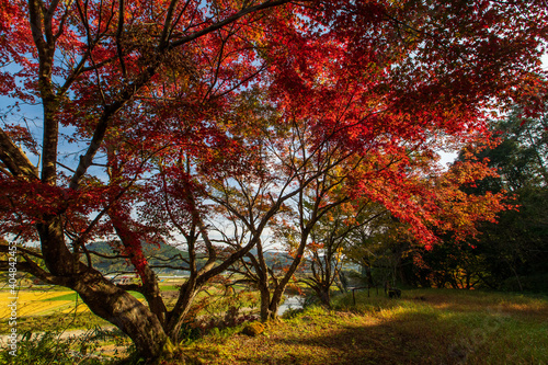 もみじ 紅葉 秋