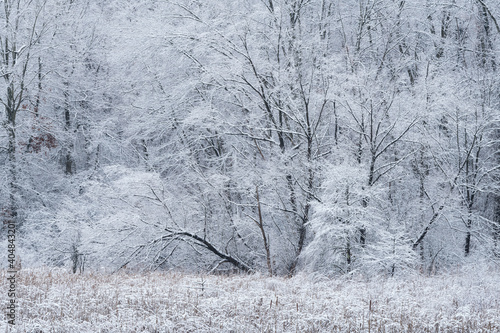 Winter landscape of a snow flocked forest on the shoreline of Douglas Lake, Michigan, USA © Dean Pennala