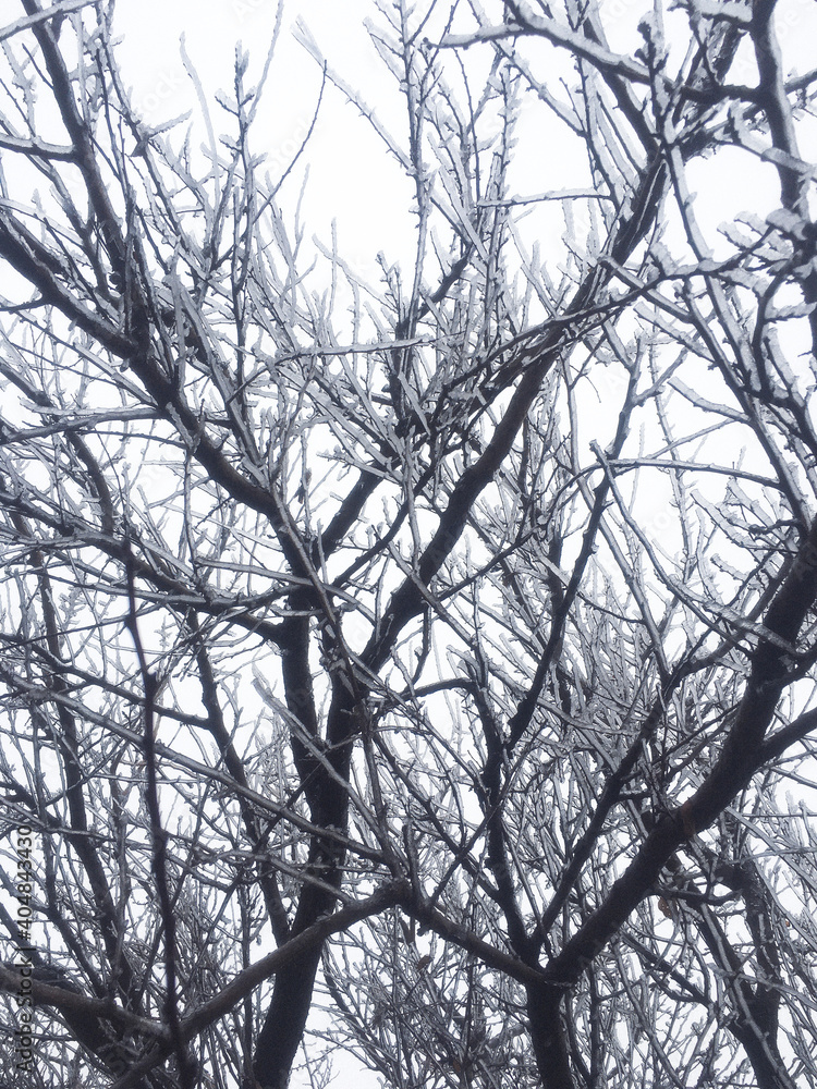 Branches of a tree Branches of a tree