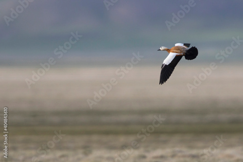 Casarca, Ruddy Shelduck, Tadorna ferruginea photo