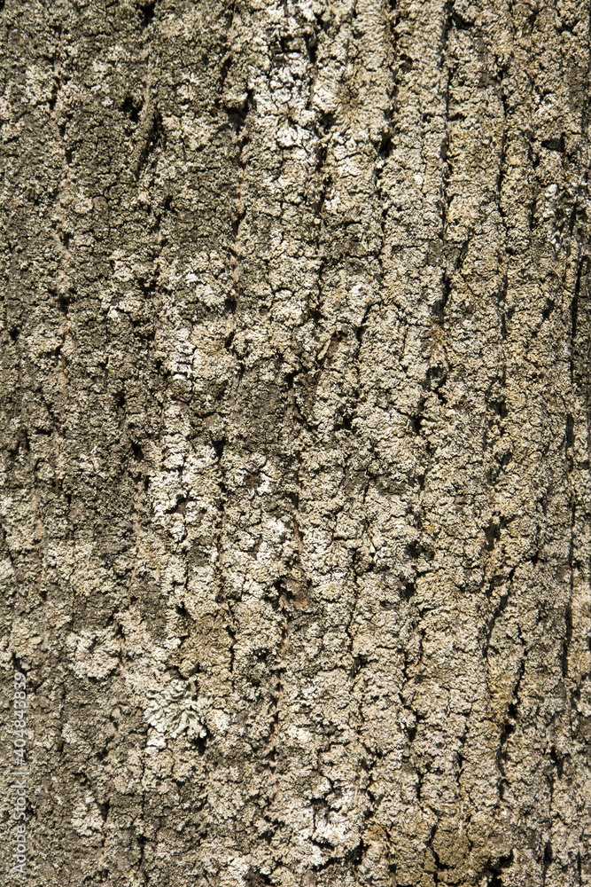 corteccia corteccia