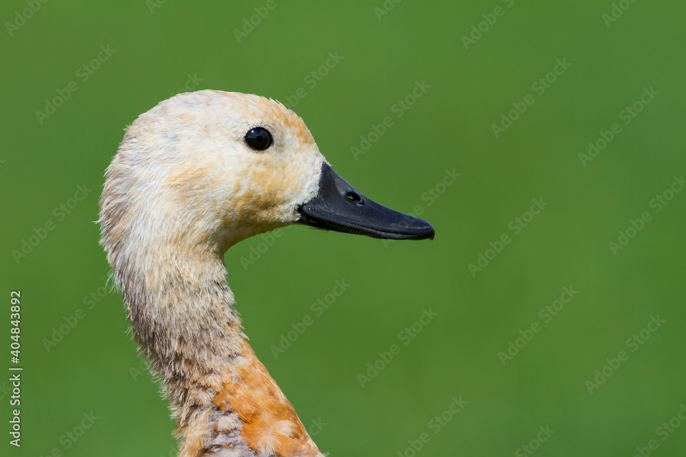Casarca, Ruddy Shelduck, Tadorna ferruginea Casarca, Ruddy Shelduck, Tadorna ferruginea