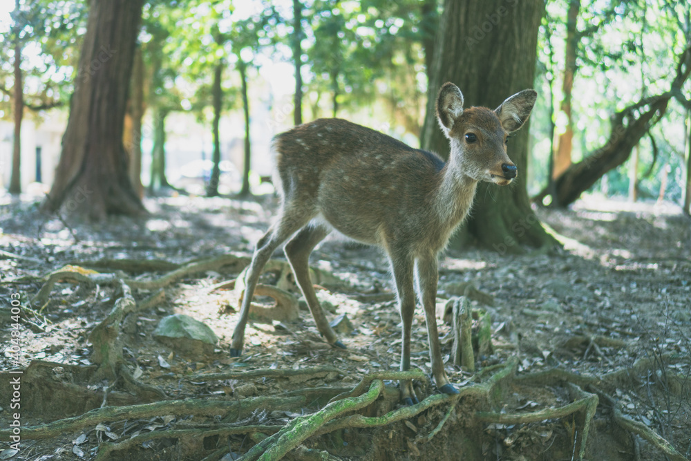 【奈良公園】奈良 【奈良公園】奈良