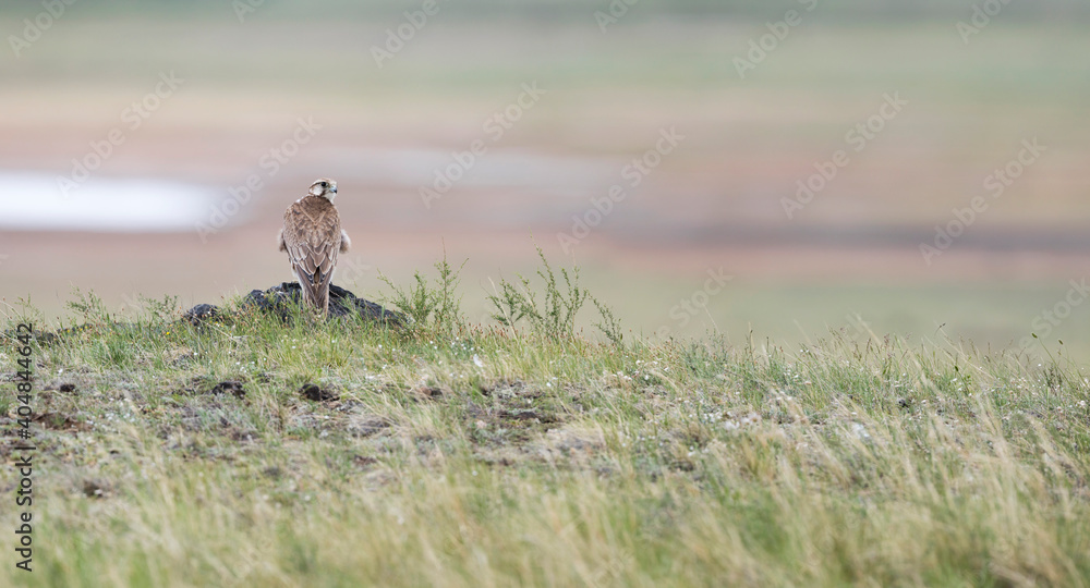 Sakervalk, Saker Falcon, Falco cherrug milvipes