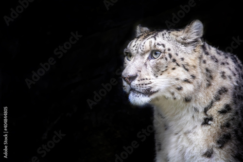 Photography Alert adult snow leopard on black background with space for text.