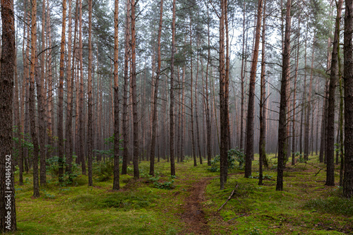 Fototapeta Naklejka Na Ścianę i Meble -  The pine forest 