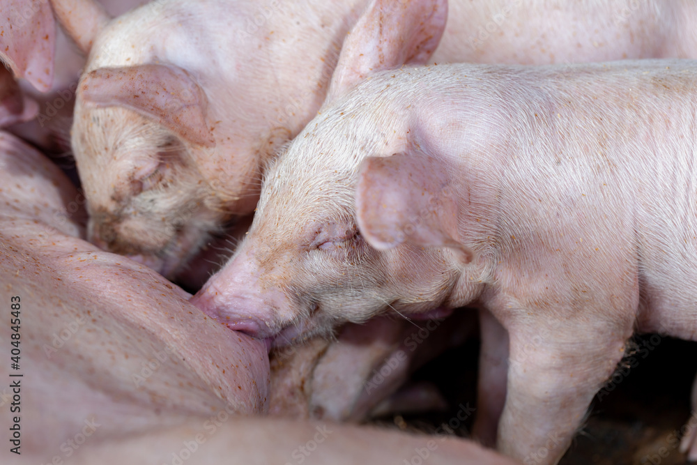 A newborn piglet is sucking milk from a mother pig. A newborn piglet is sucking milk from a mother pig.